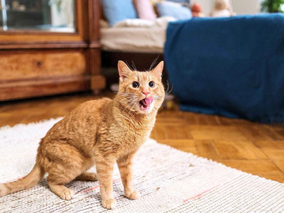 Associated image for How often should I feed my cat wet food? Daily, and here's why